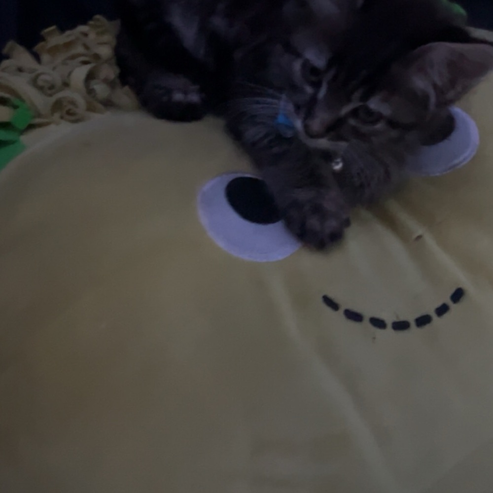 Meet your Posher, Agyei